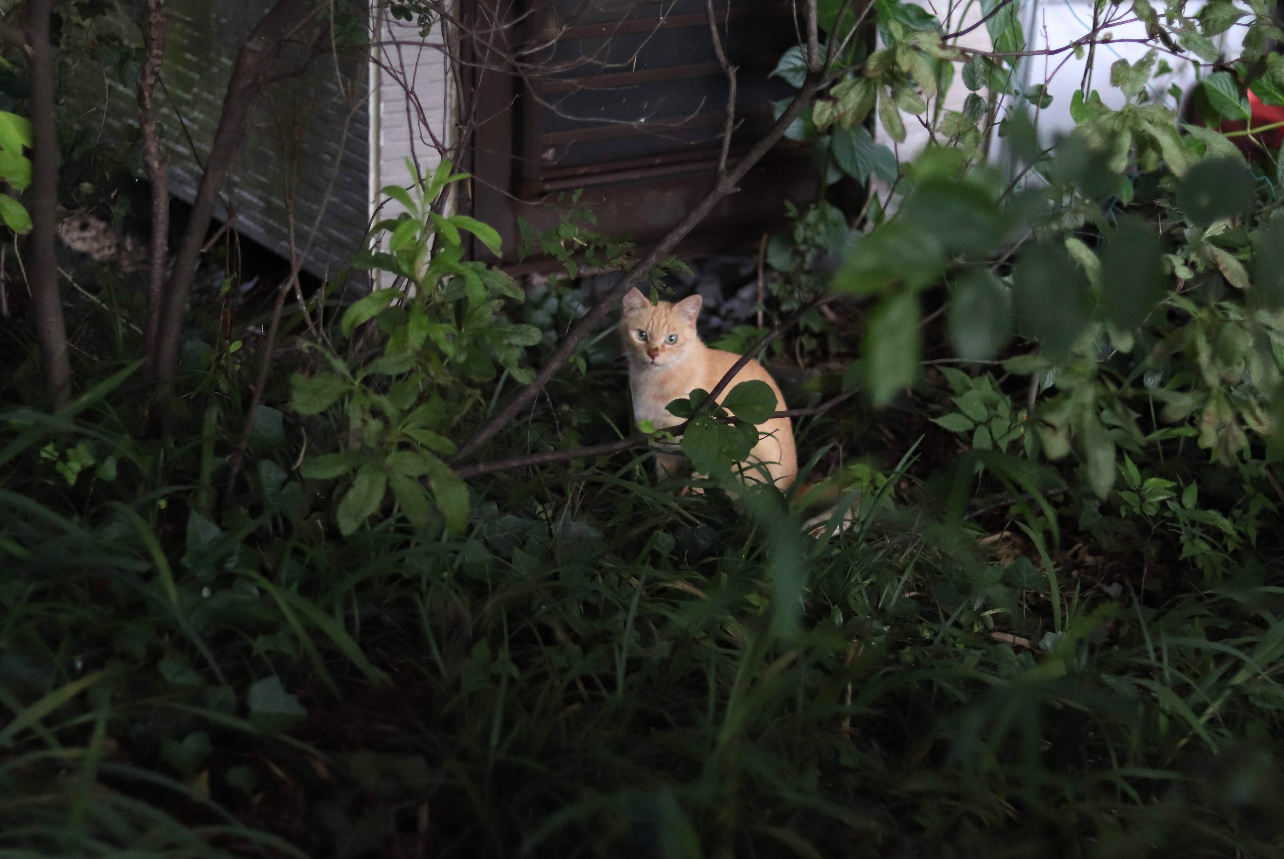 CAT（ネコ）：photo by SHUN ONLINE（2019年8月14日）