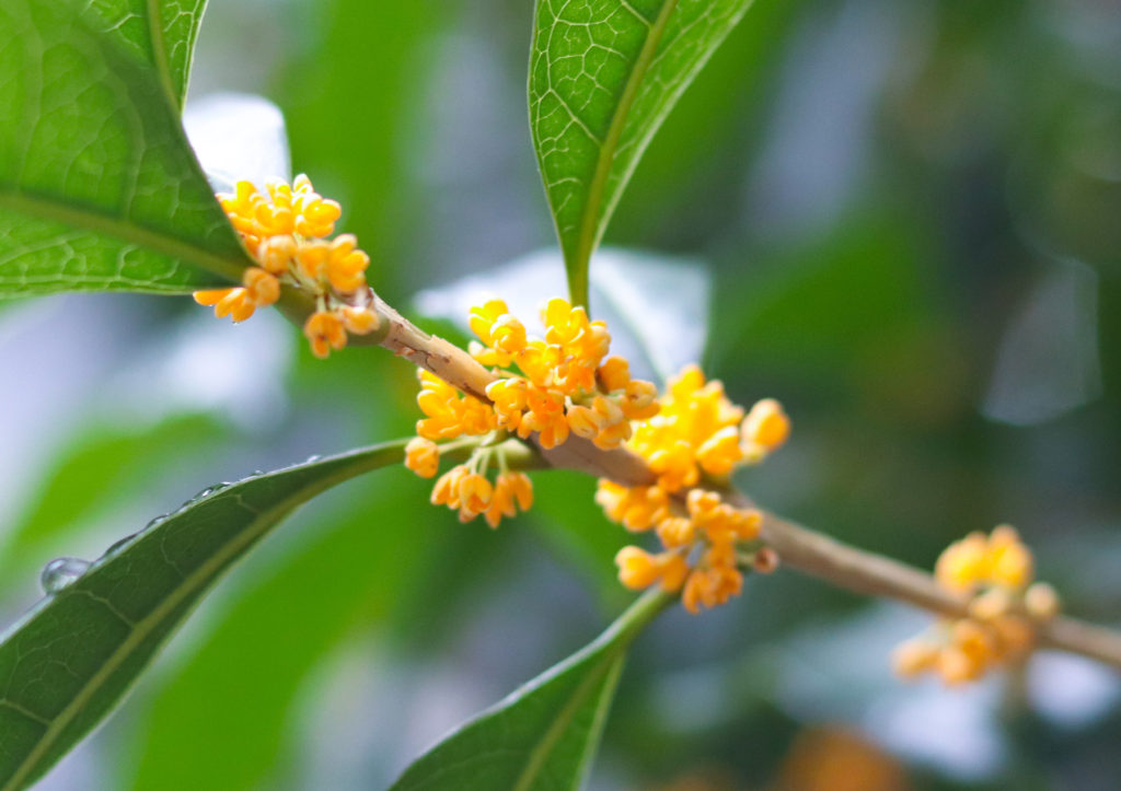 金木犀（キンモクセイ）／2019年10月14日、渋谷遊歩道にて。撮影：SHUN ONLINE