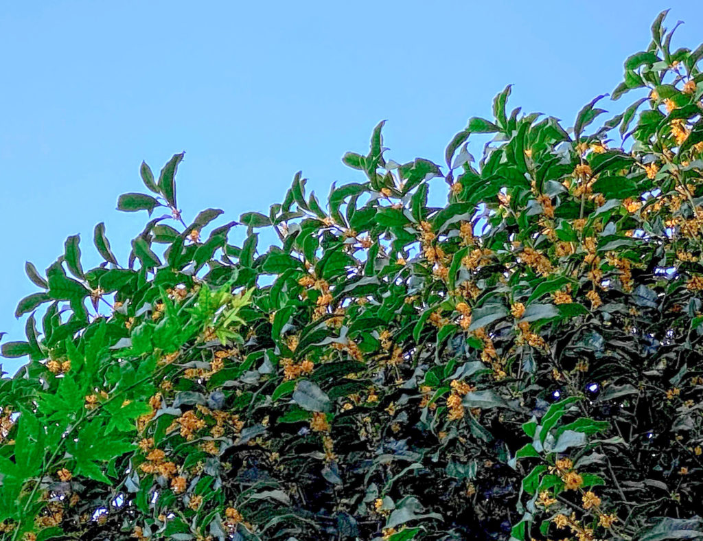 金木犀（きんもくせい）in 渋谷（2020年10月2日）撮影：SHUN