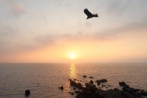 朝陽 & 鳥 in 三浦海岸の海。朝焼け