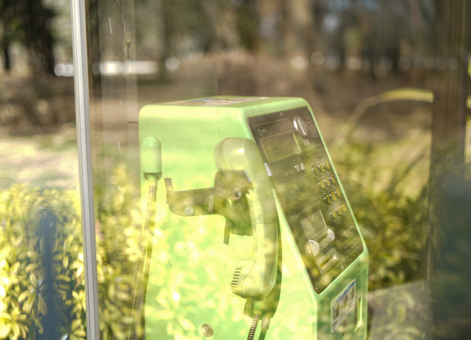 代々木公園の電話ボックス／2022年3月6日. C-PL FILTERを効かせないパターン.撮影：SHUN