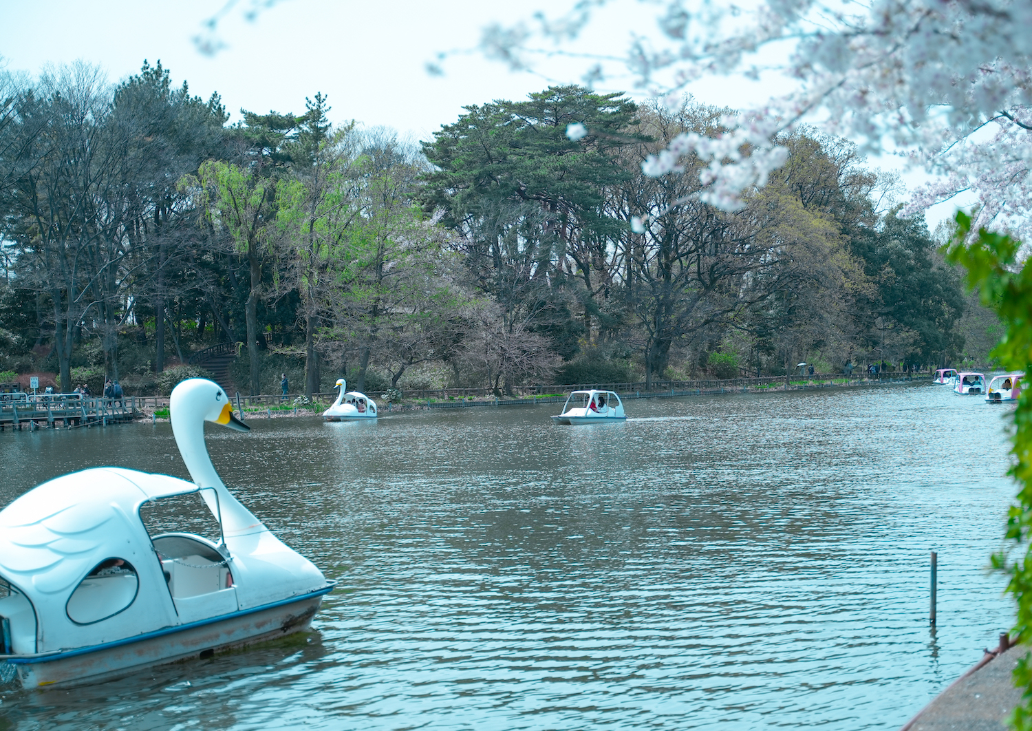石神井公園の池／2022年4月2日。撮影：SHUN RocketDive