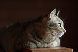 CAT（ネコ）2022年8月15日. 撮影：SHUN ROCKETDIVE