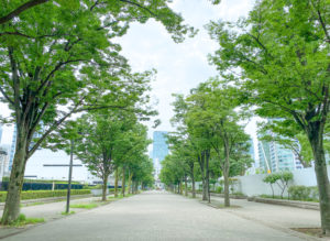 渋谷 NHK横のケヤキ並木／2022年8月6日。撮影：SHUN ROCKETDIVE