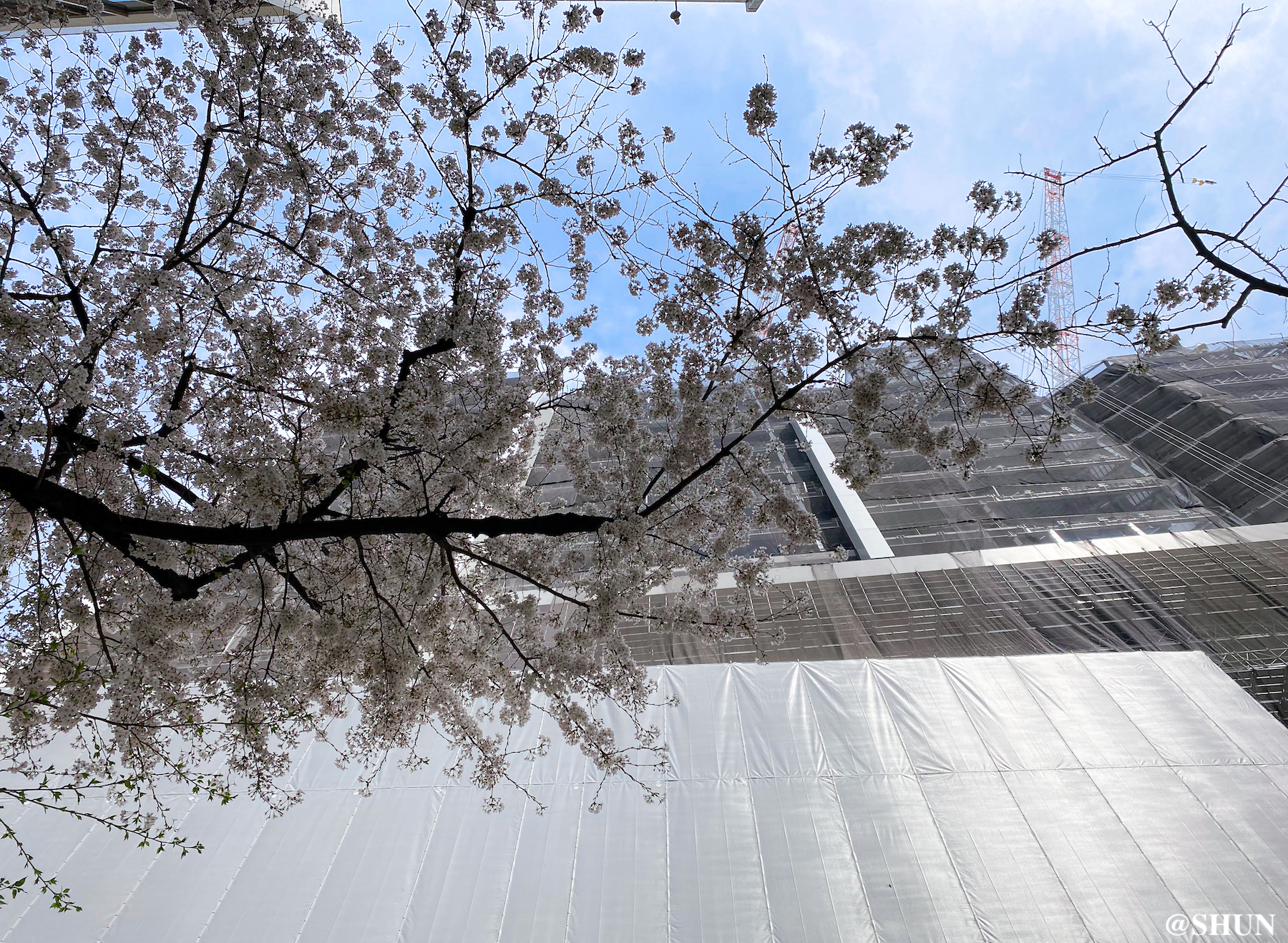 渋谷区桜丘町 さくら坂の桜と、建設中の高層ビル／2022年3月31日. 撮影：SHUN
