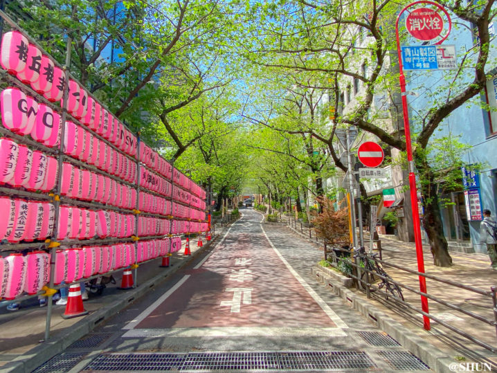 渋谷 桜丘の桜の木も、すっかり新緑に。2023年4月9日。撮影：SHUN