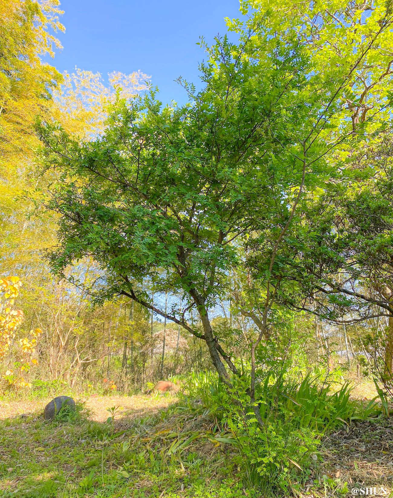 自宅庭に生えている山椒。背景にあるのは竹。2023年5月. 撮影：SHUN