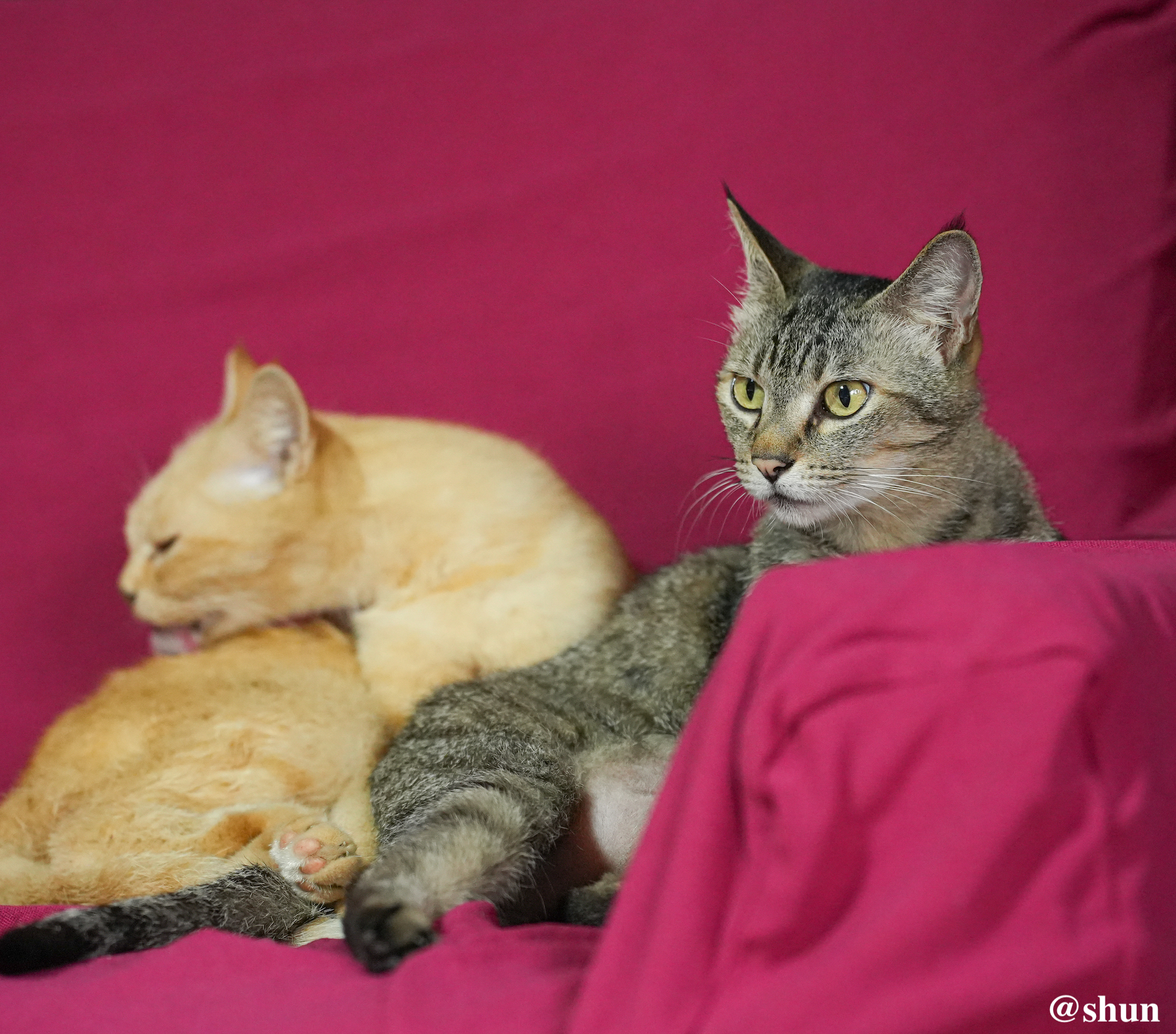 ソファーでくつろぐ猫達／2023年8月14日。撮影：SHUN
