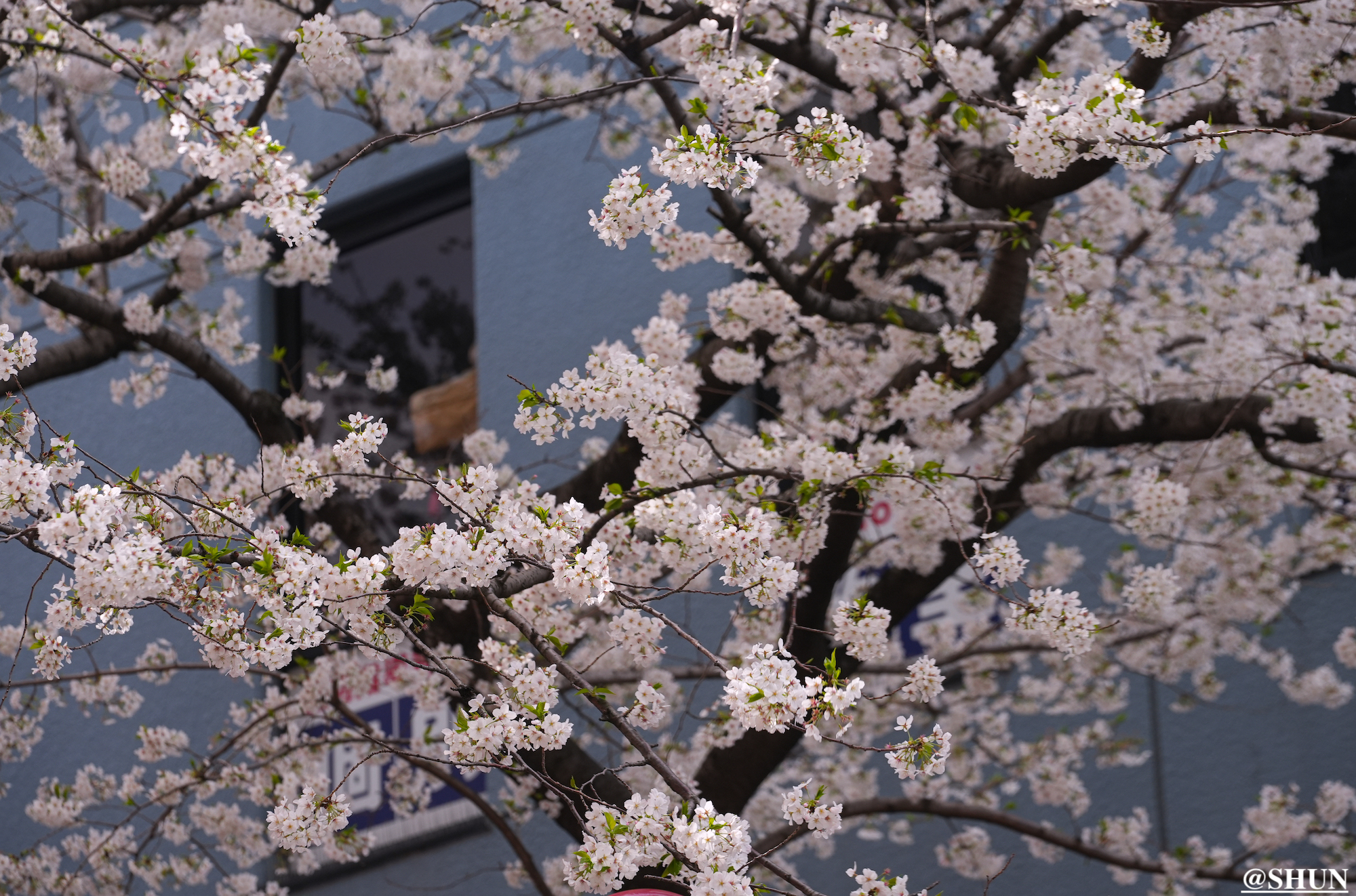 さくら坂の桜（渋谷区桜丘町）2024年4月7日. 撮影：SHUN