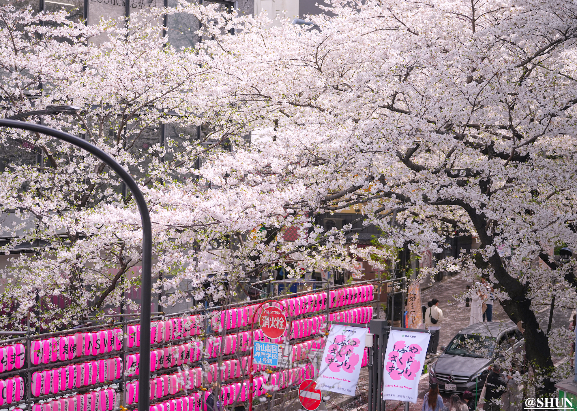 さくら坂の桜並木（渋谷区桜丘町）2024年4月7日. 撮影：SHUN