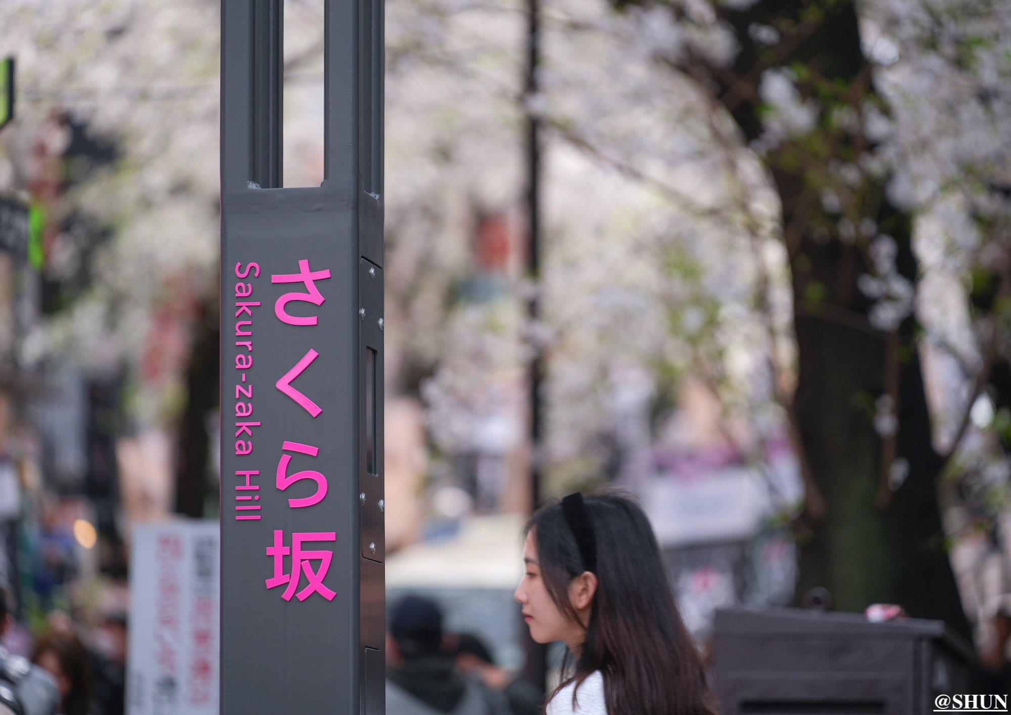 さくら坂の桜並木（渋谷区桜丘町）2024年4月7日. 撮影：SHUN