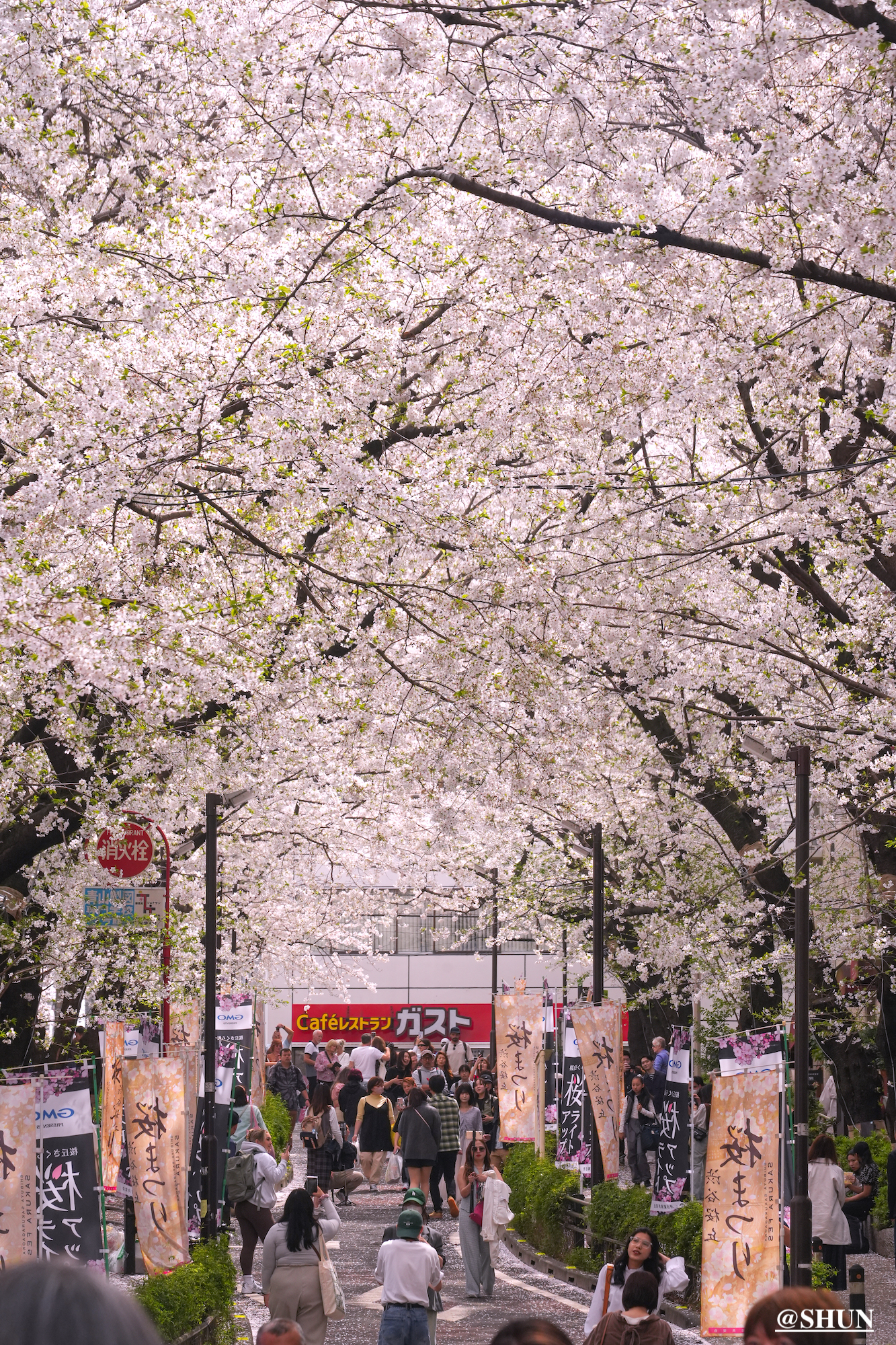 さくら坂の桜トンネル（渋谷区桜丘町）2024年4月7日. 撮影：SHUN