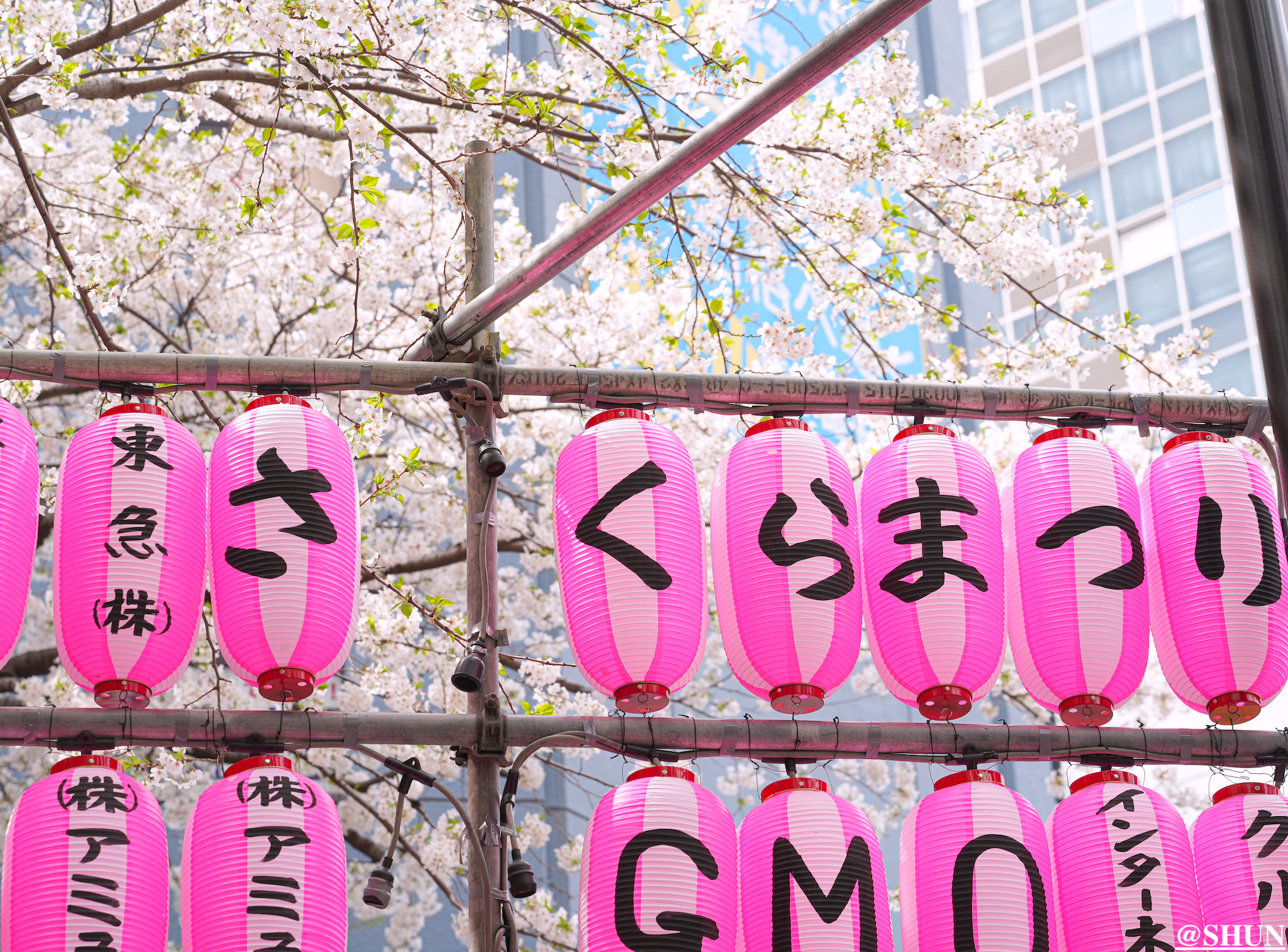 さくら坂の桜祭り（渋谷区桜丘町）2024年4月7日. 撮影：SHUN