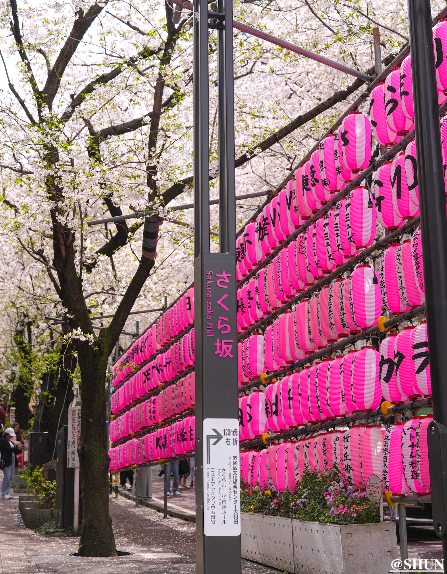 さくら坂の桜トンネル（渋谷区桜丘町）2024年4月7日. 撮影：SHUN